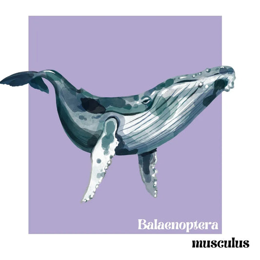 camiseta ballena azul para mujer