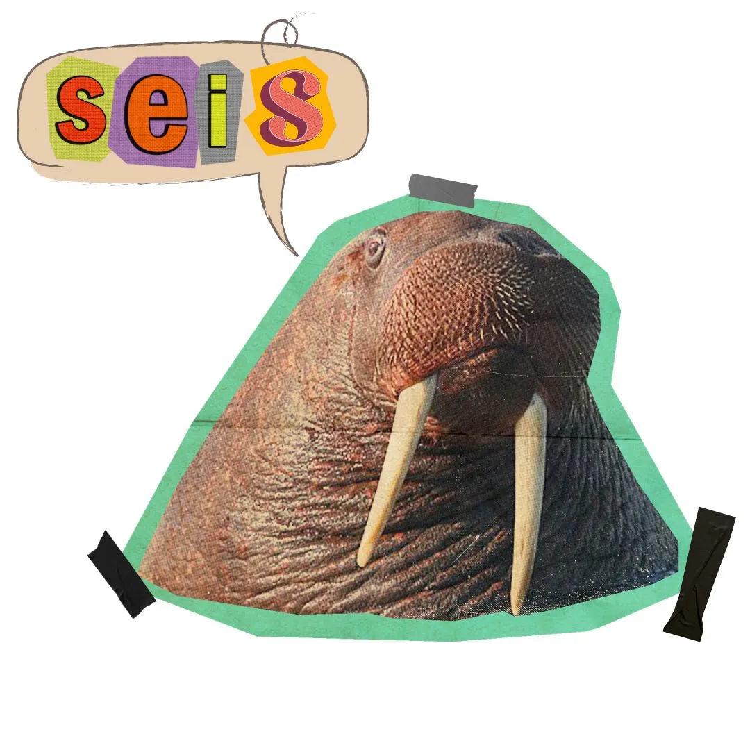 Sudadera morsa seis