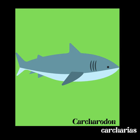 sudadera tiburón blanco carcharodon carcharias