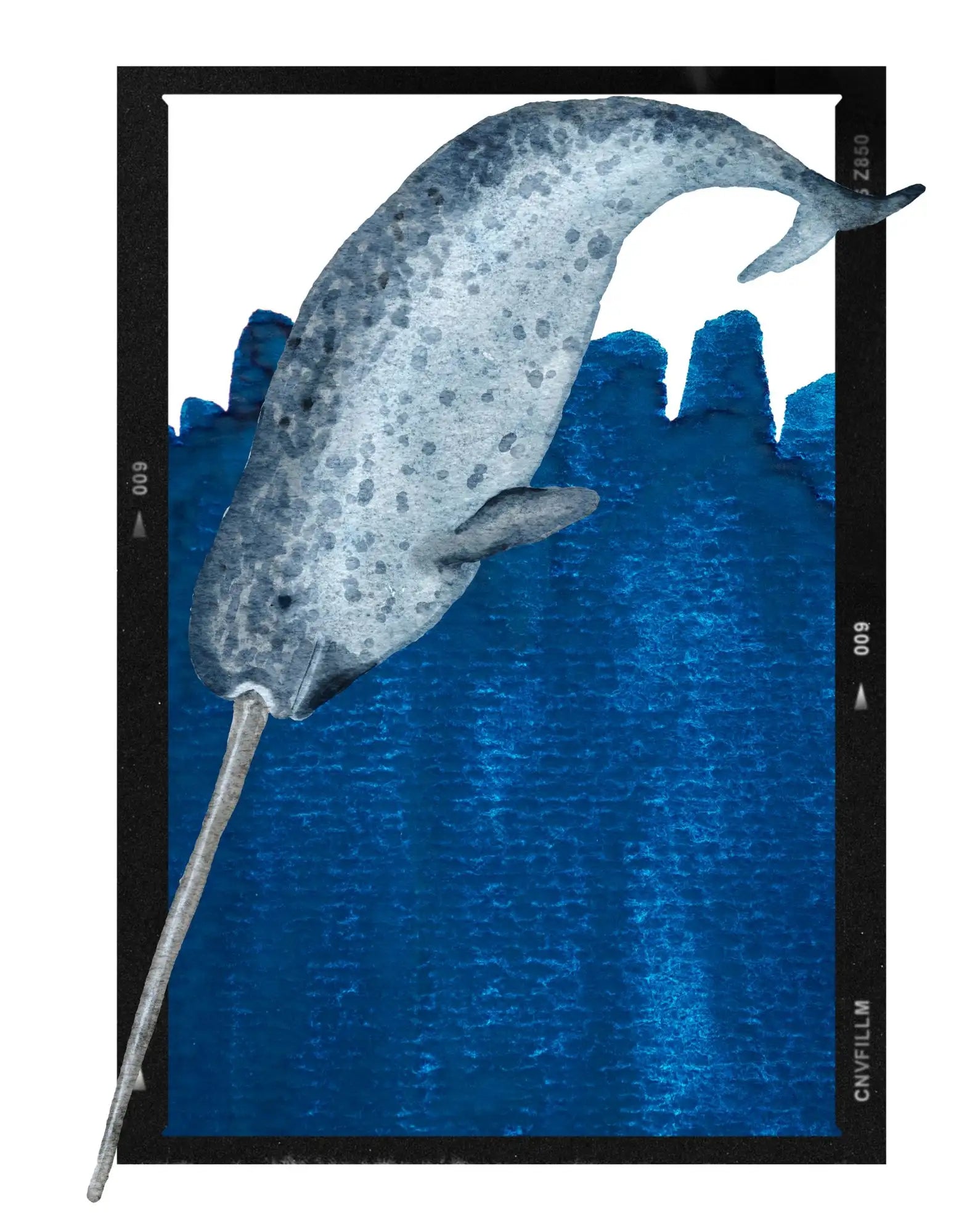 camiseta narval mujer