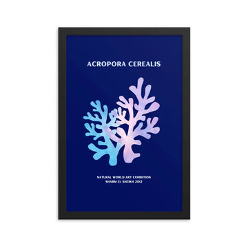 Póster Coral Acropora Cerealis