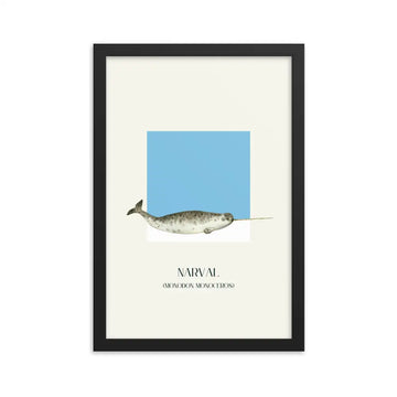 poster narval