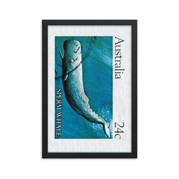 poster cachalote sello australia