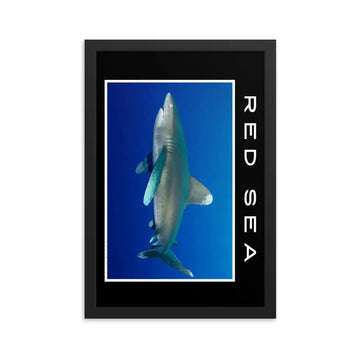 poster fotografía tiburón