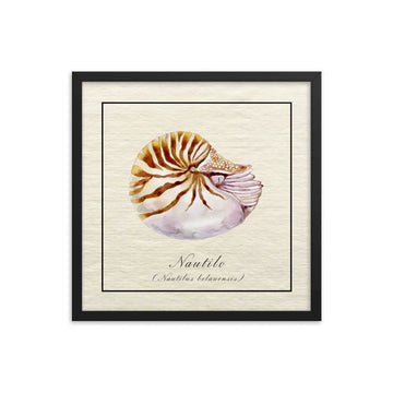 Poster nautilo