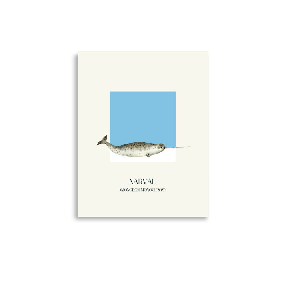 poster narval