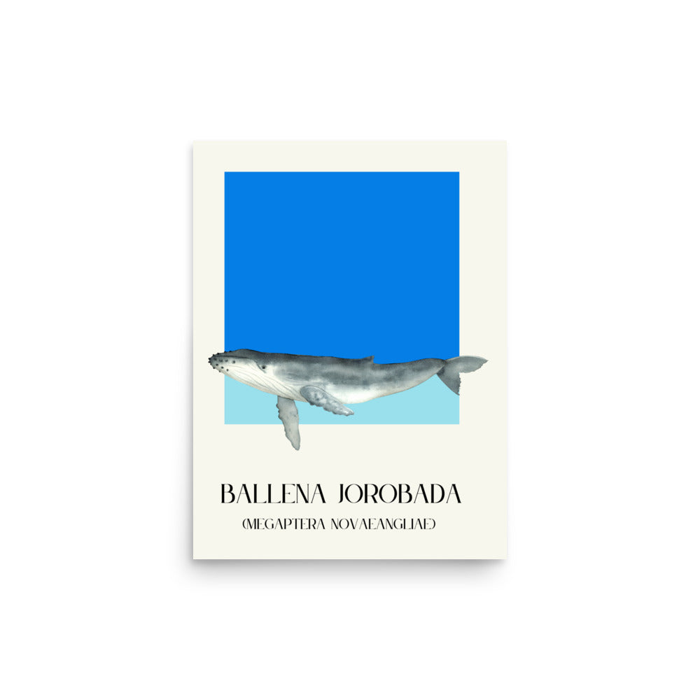 lámina ballena jorobada