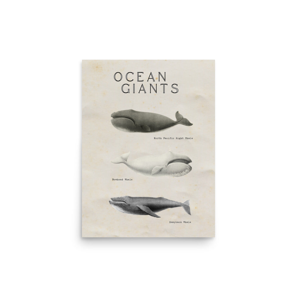poster ballena vintage