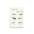 lámina tiburones ocean giants