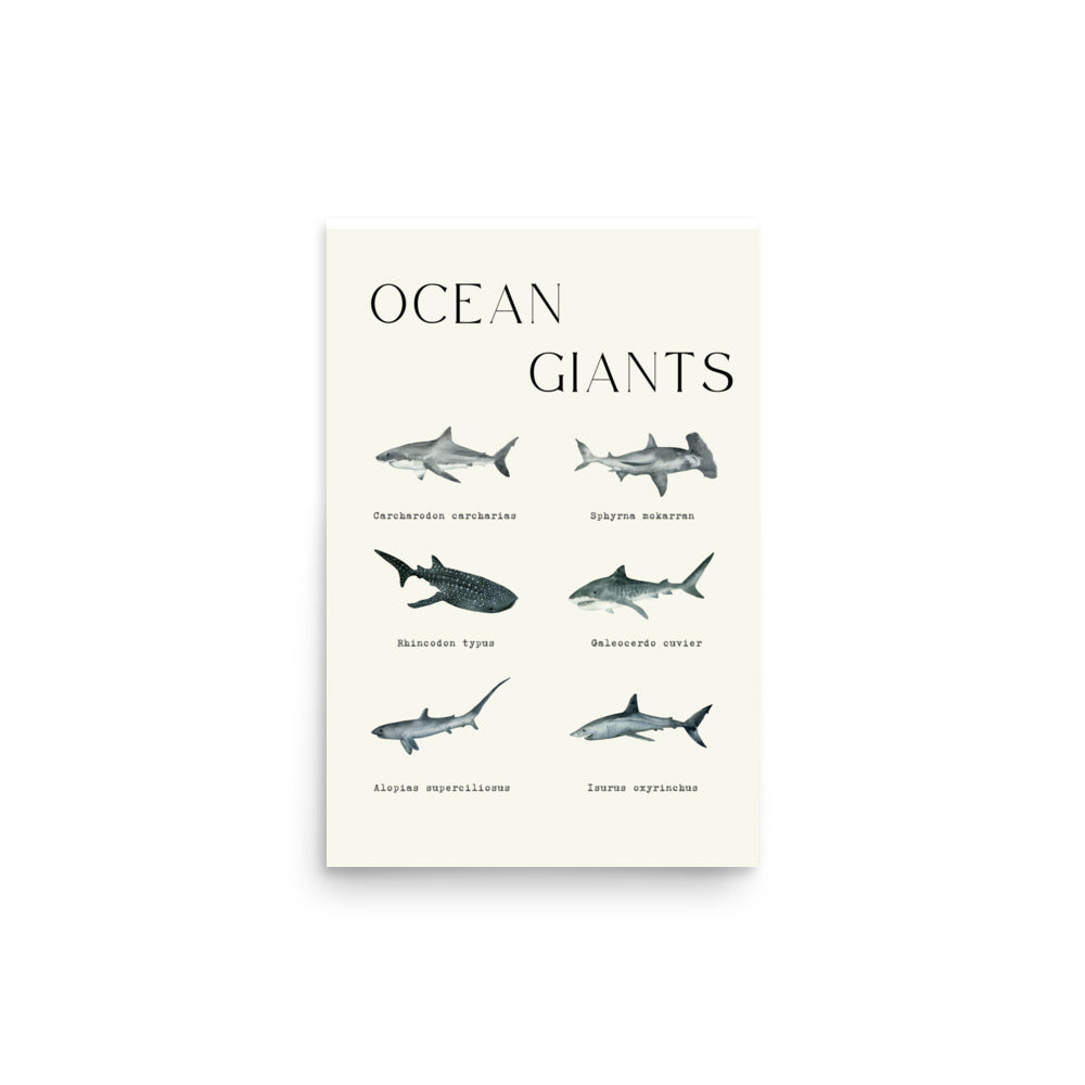 lámina tiburones ocean giants