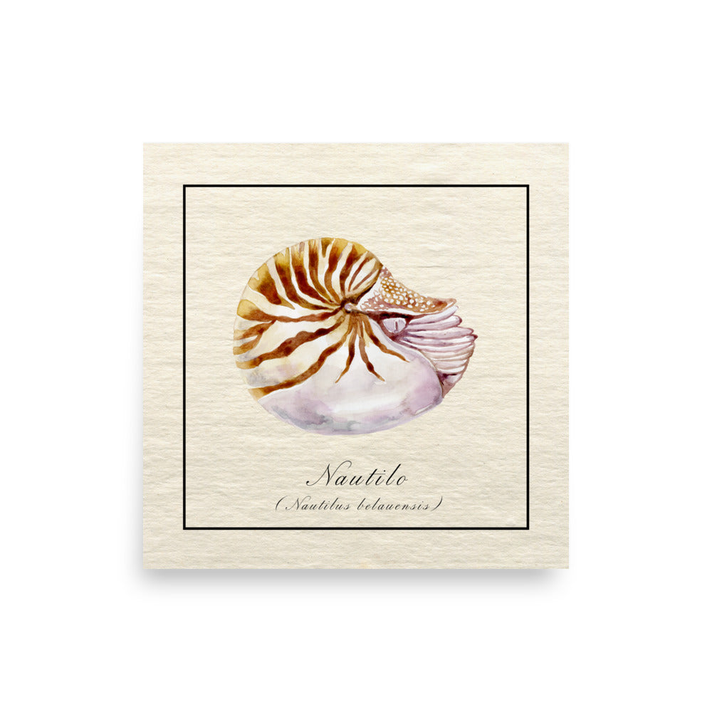 poster vintage nautilo