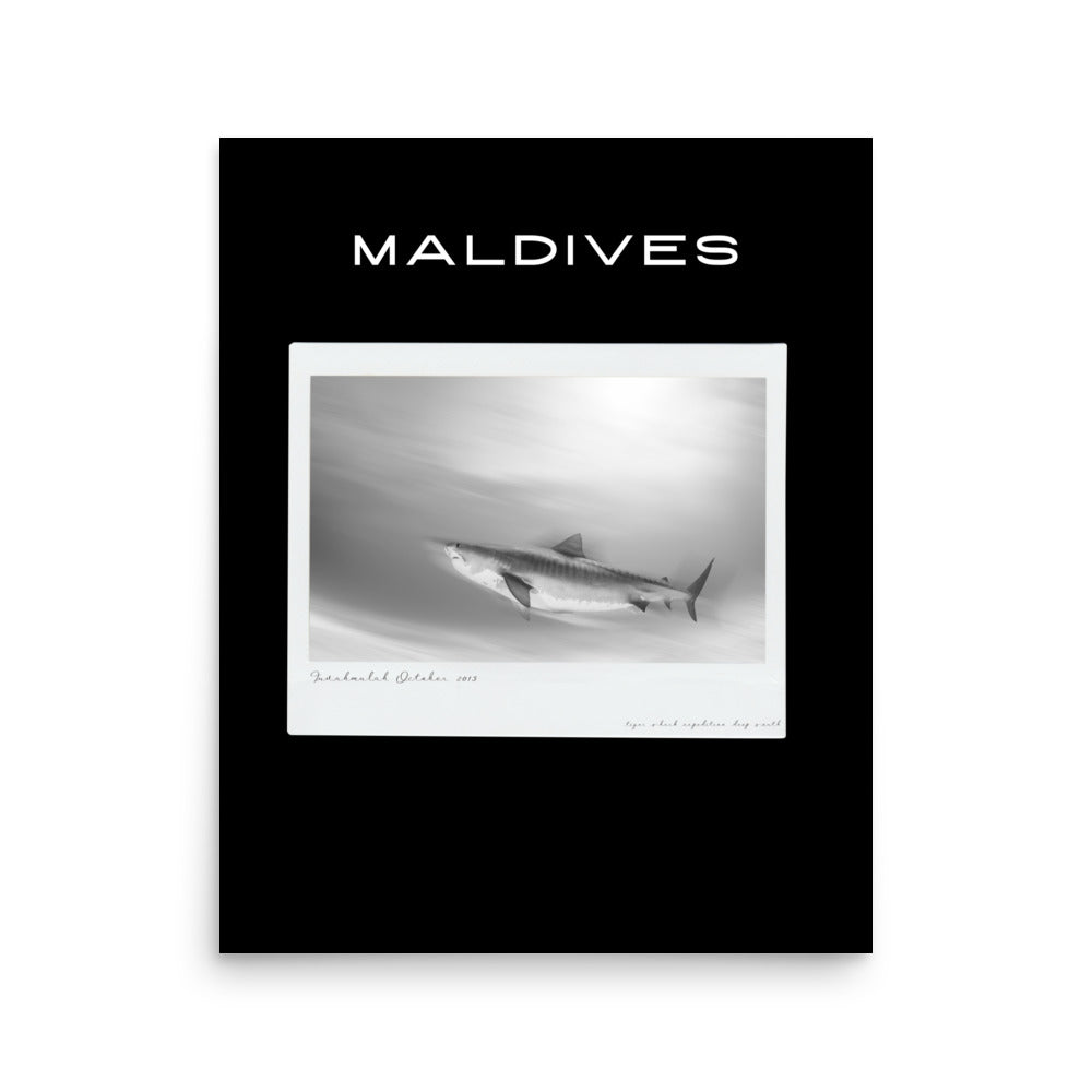 poster tiburón tigre maldivas