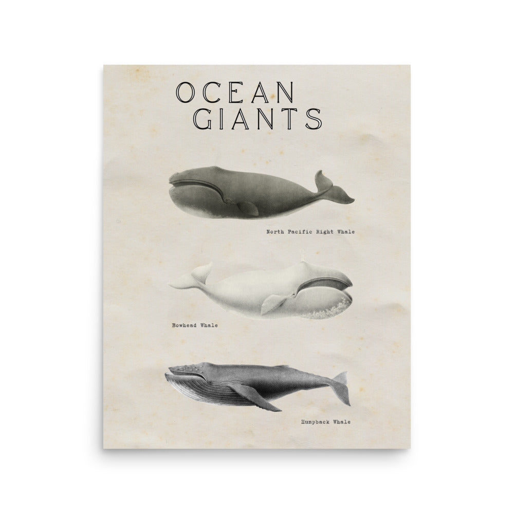 poster ballena vintage