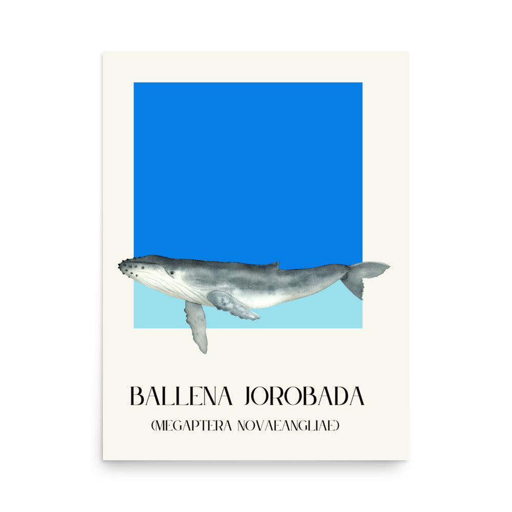lámina ballena jorobada