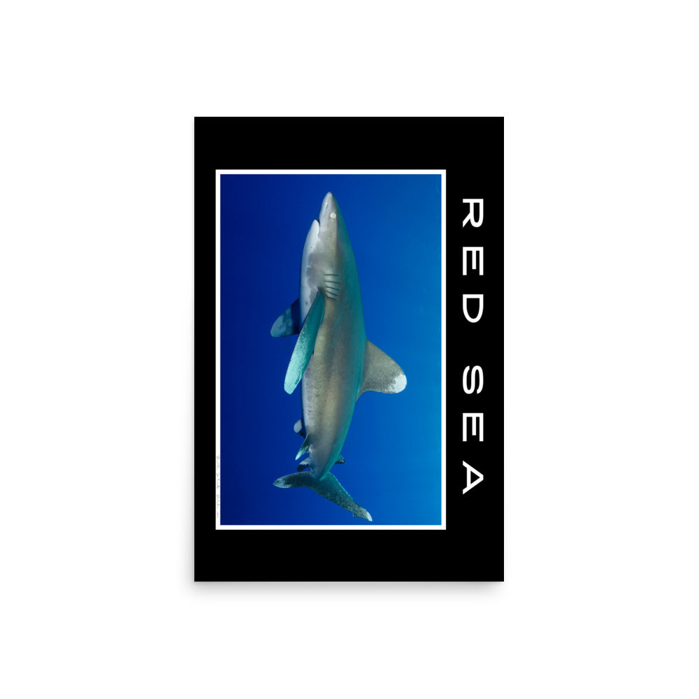 poster fotografía tiburón
