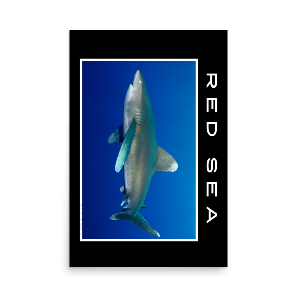 poster fotografía tiburón