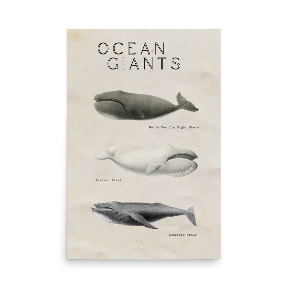 poster ballena vintage