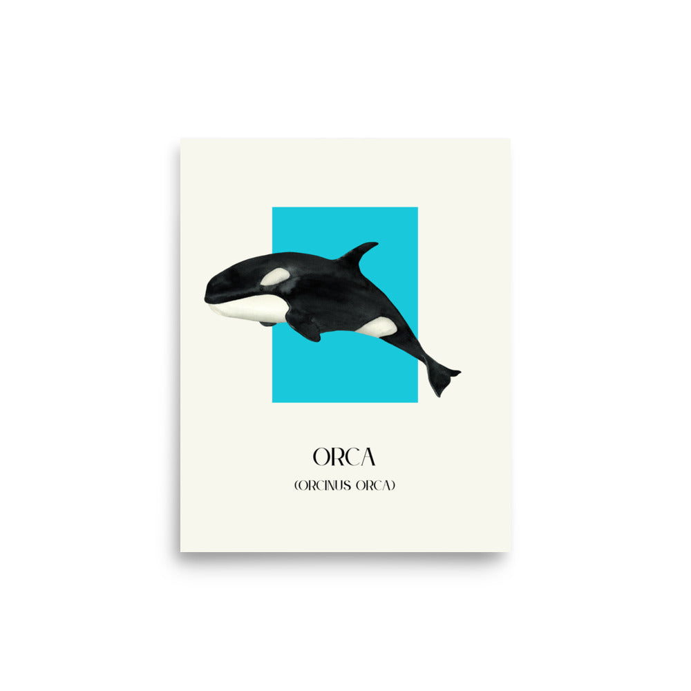 lámina decorativa orca