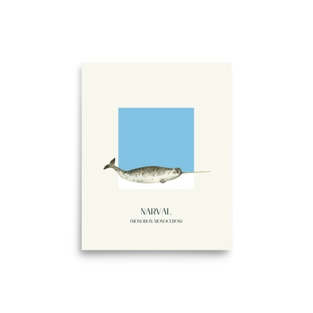poster narval