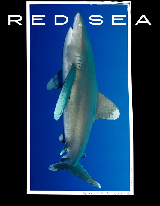 Camiseta Tiburón Puntas Blancas Algodón Orgánico Red Sea