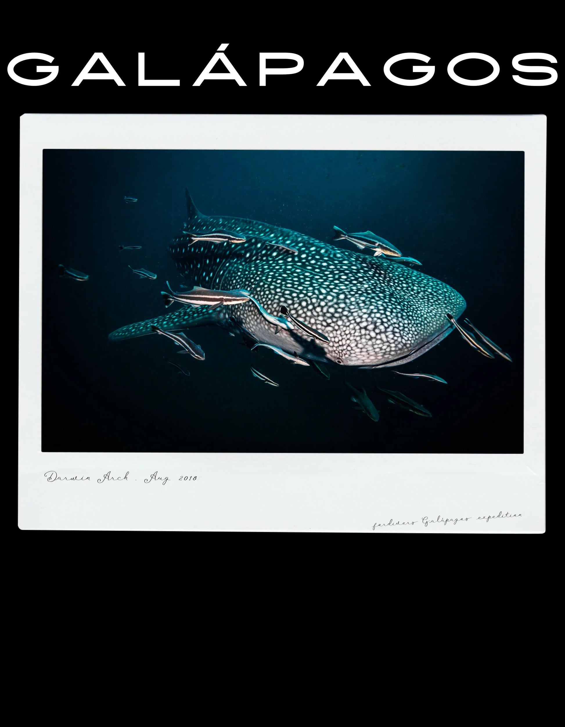 whale shark t-shirt