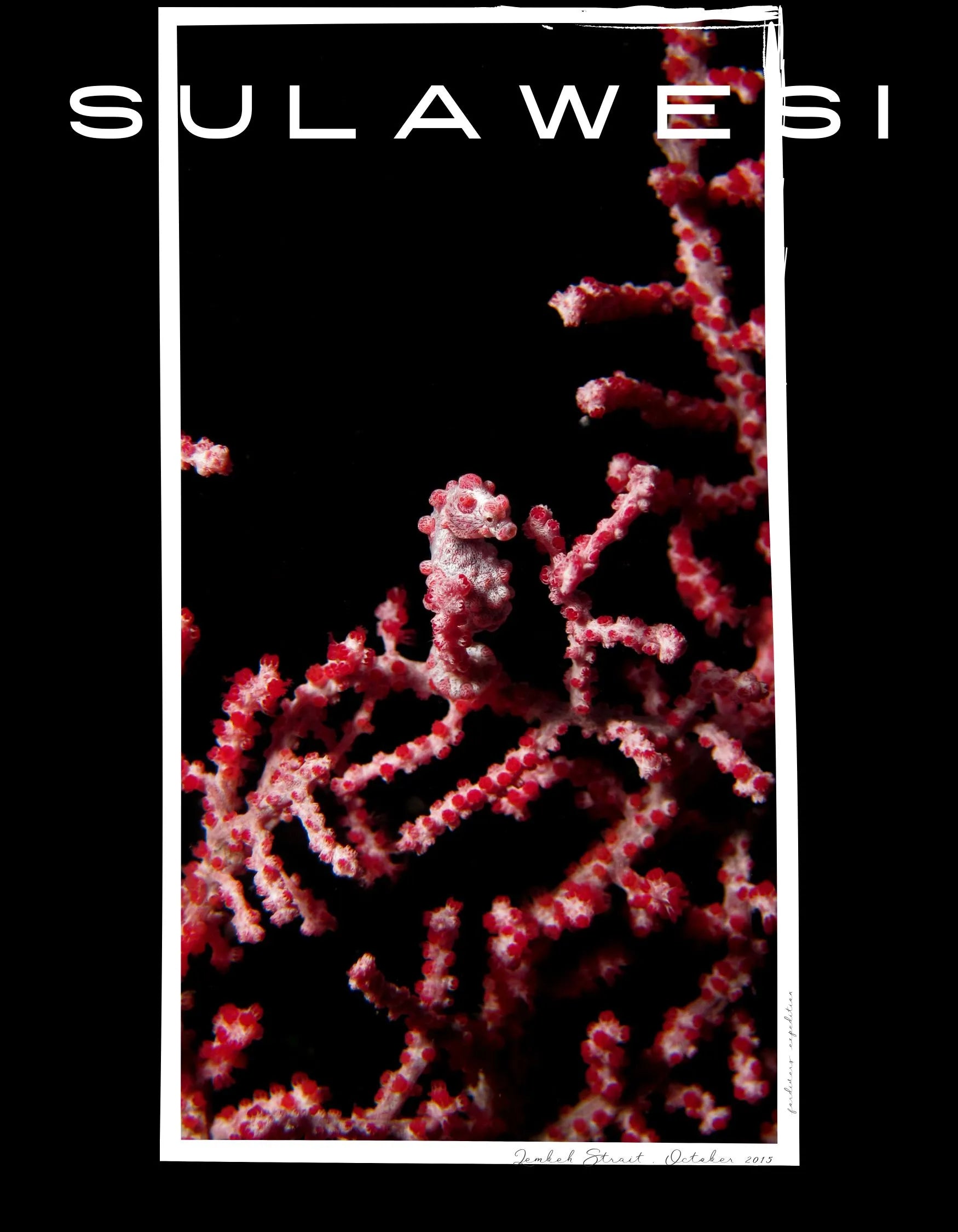 camiseta caballito de mar pigmeo