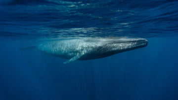 Los mejores lugares del mundo para ver ballenas azules