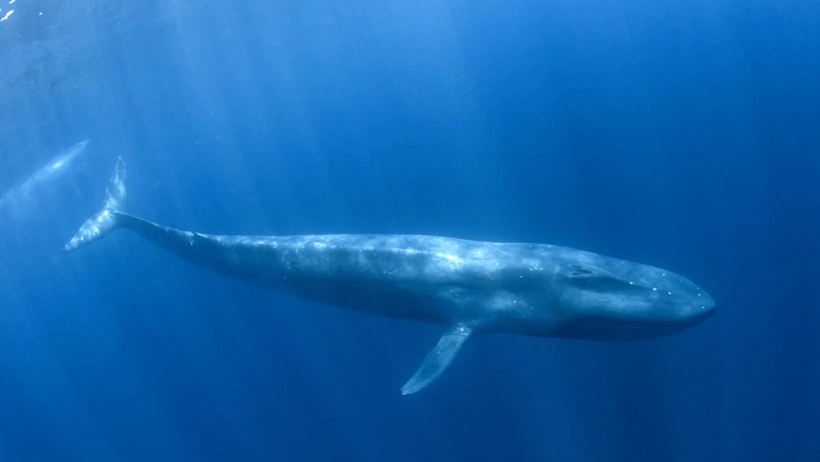 14 curiosidades acerca de las ballenas azules que quizá desconocías