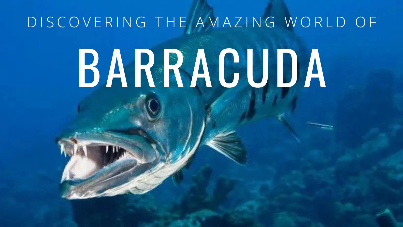 Todo lo que necesitas saber sobre las barracudas: características, hábitat y curiosidades