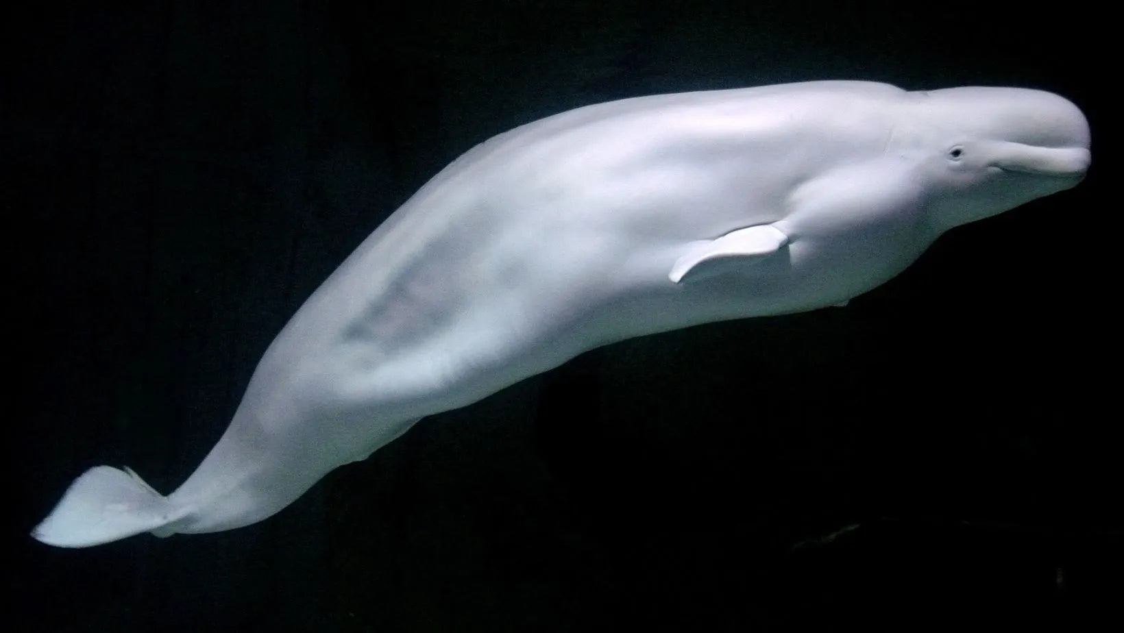 Porqué este vídeo de una beluga "jugando" con niños es en realidad muy triste
