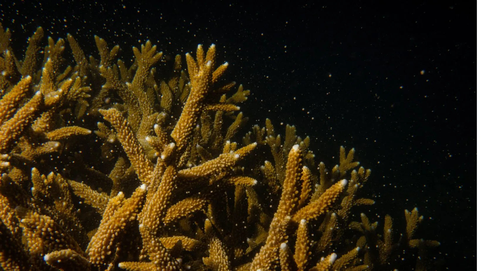 ¿Cómo se forma el coral?