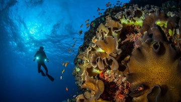 Buceo en Daedalus Reef, espacio virgen del Mar Rojo