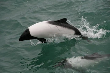 10 raras especies de delfín de las que probablemente nunca habías oído hablar