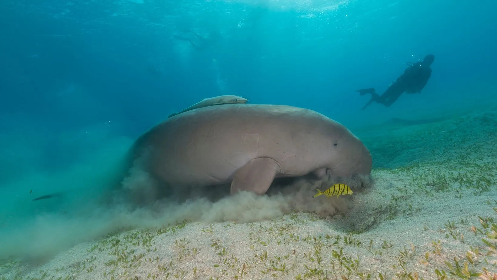 Buceo en Marsa Alam, entre dugongos y tiburones