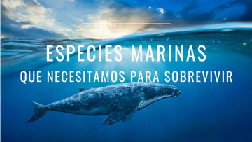 8 especies marinas que necesitamos para vivir