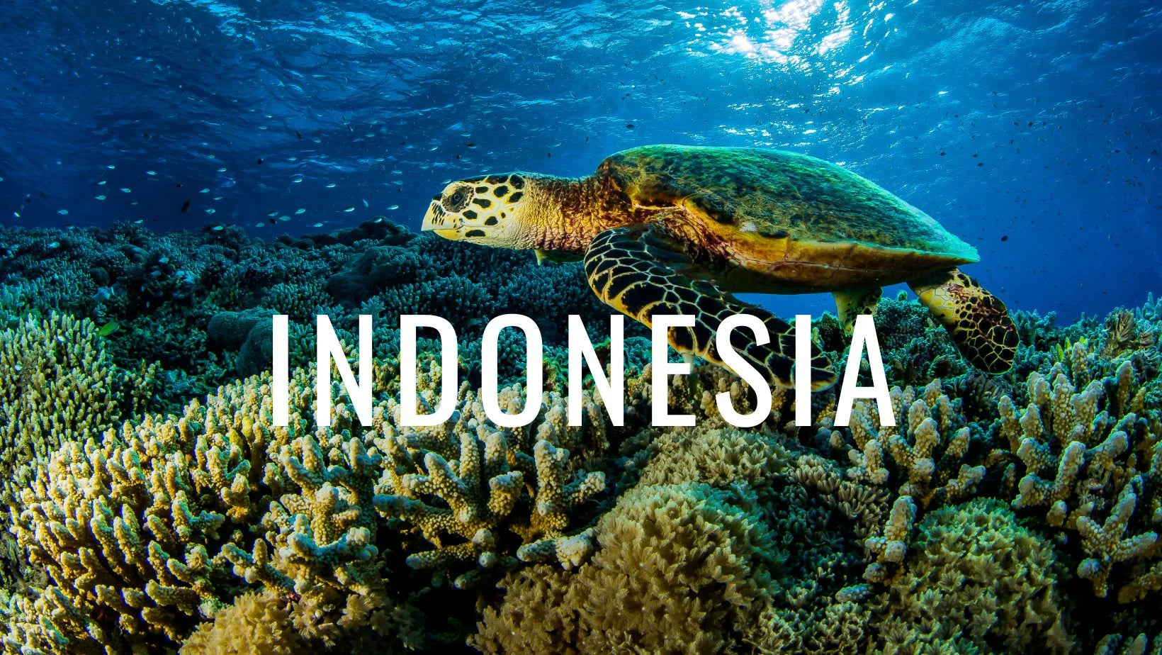 De Bali a Raja Ampat: una mirada profunda y completa al buceo de Indonesia