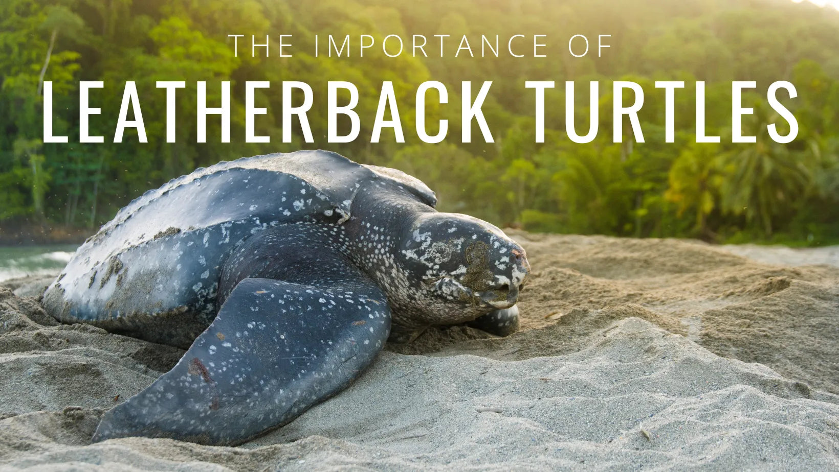 Las tortugas laúd y su importancia en el ecosistema marino