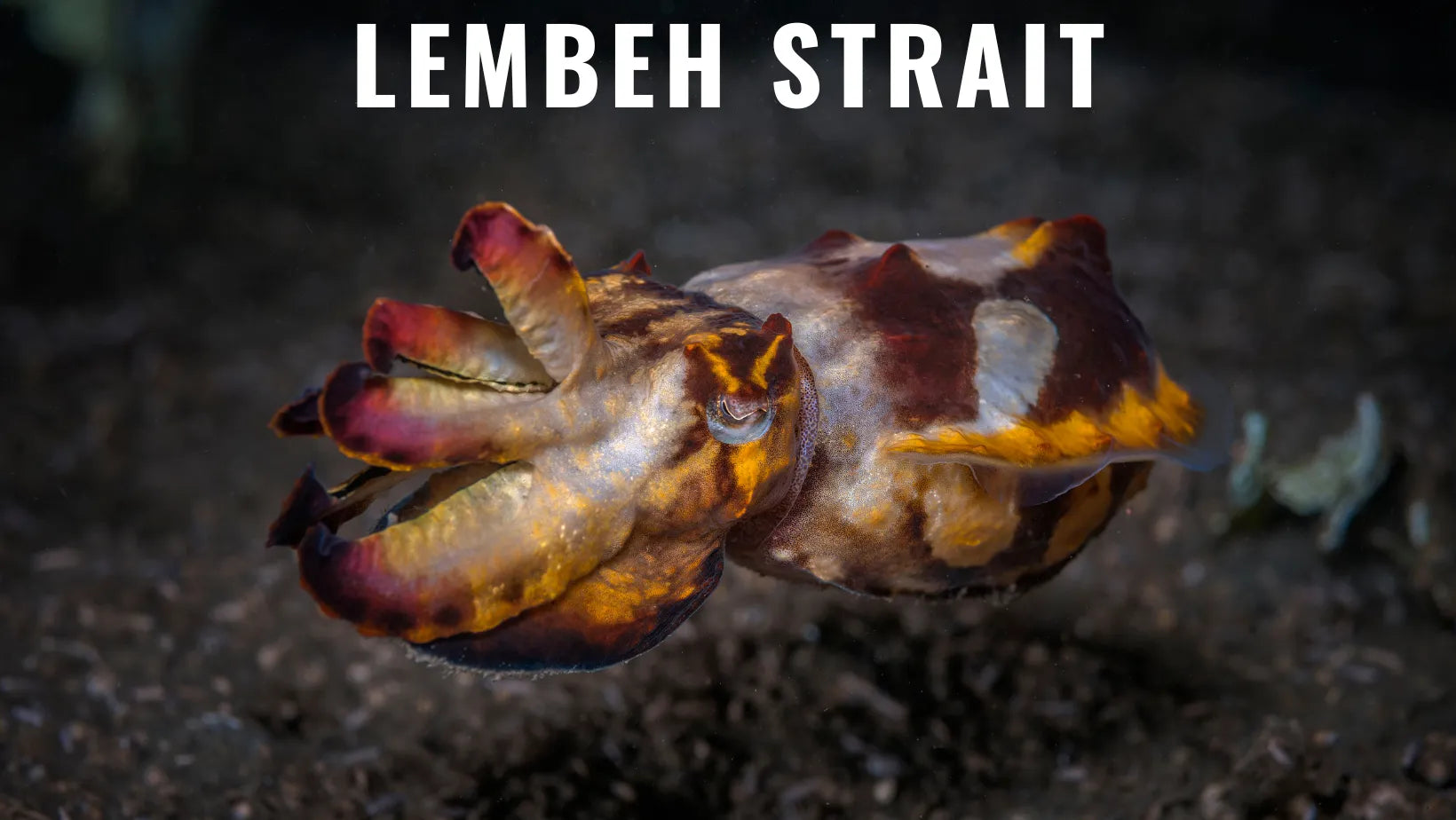 Buceo en el Estrecho de Lembeh, el mejor muck diving del mundo