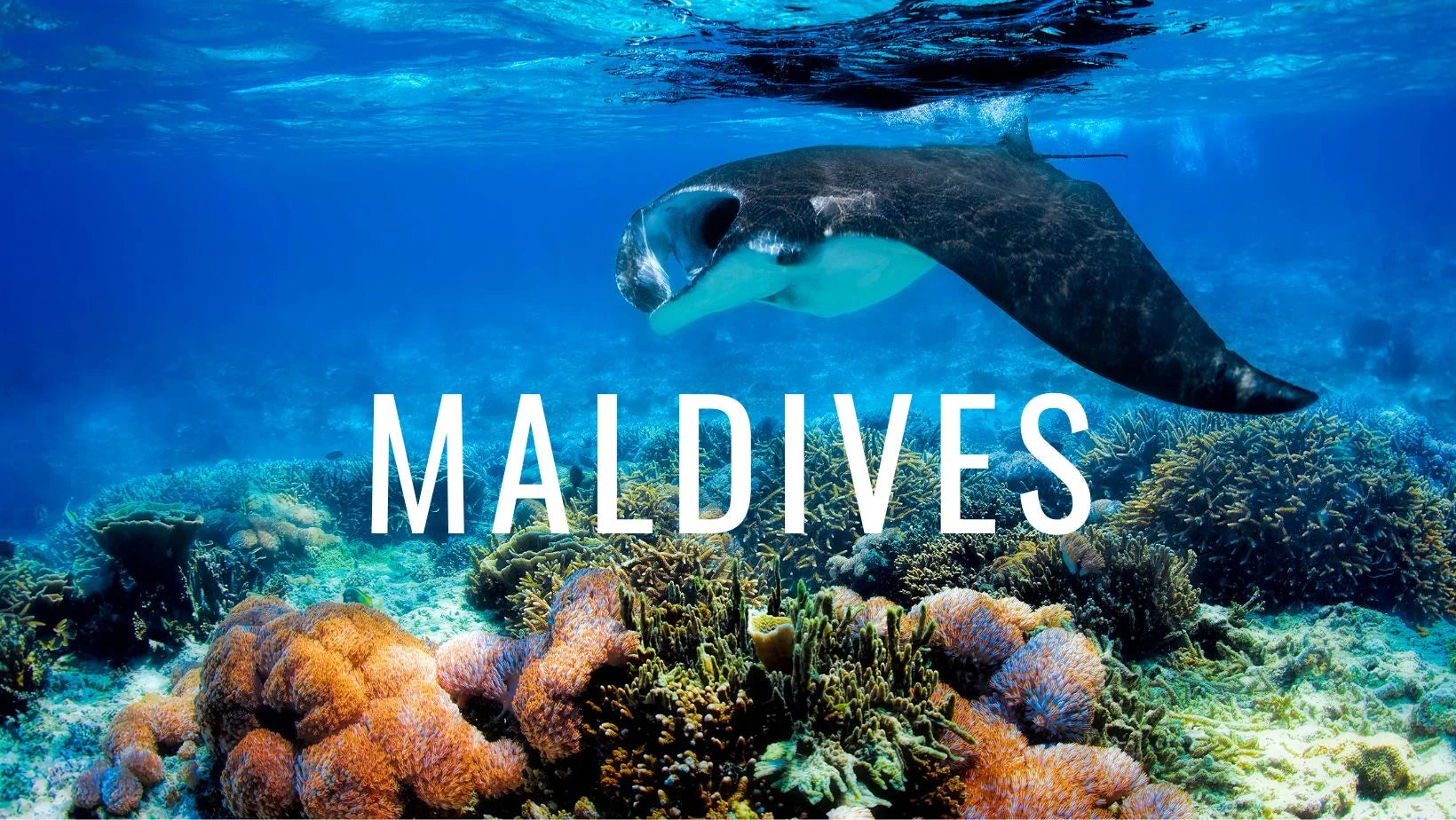 Buceo en Maldivas: el apasionante reino de las mantarrayas y otros gigantes del océano