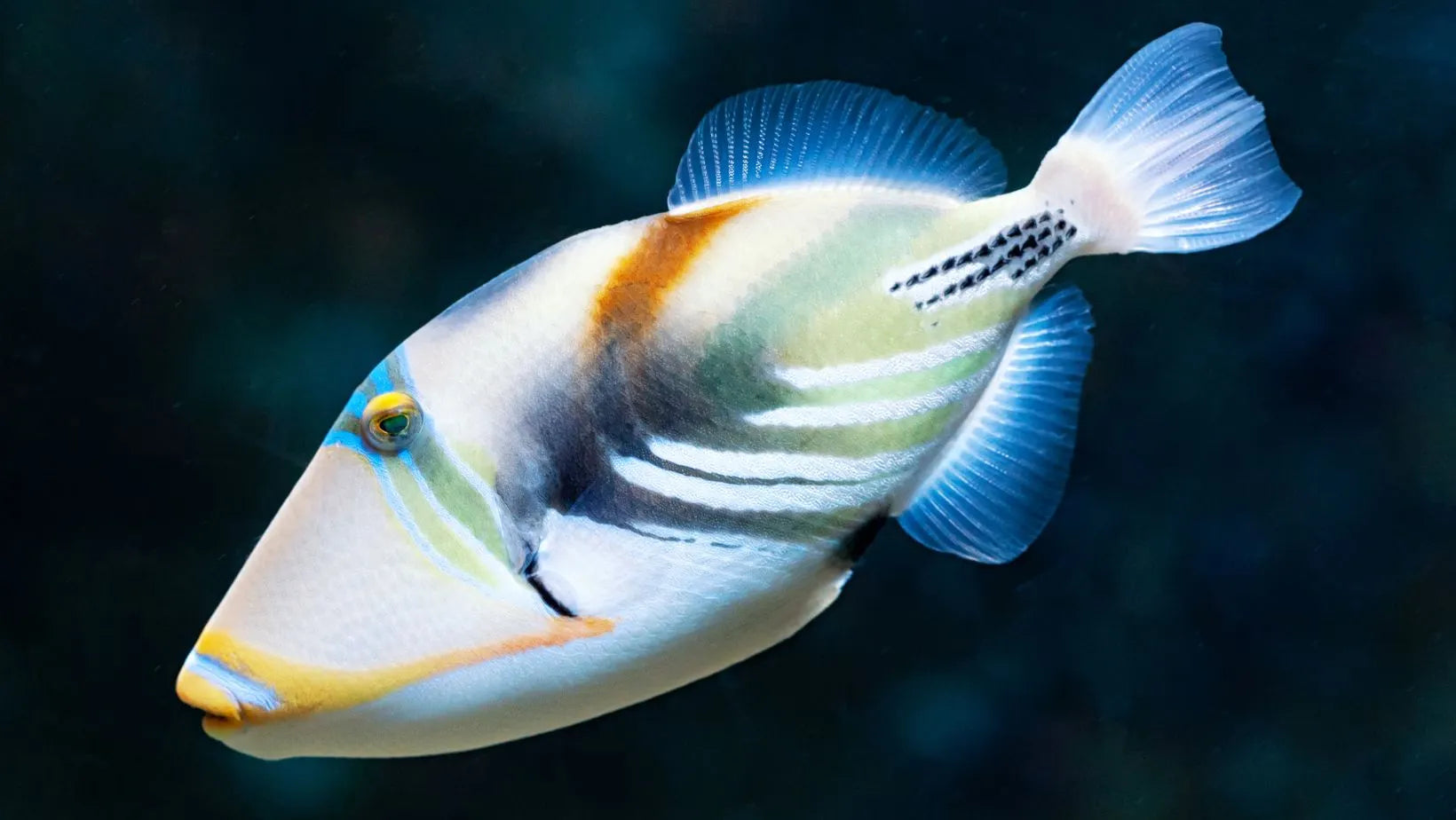 Pez ballesta Picasso, posiblemente el pez más especial del arrecife