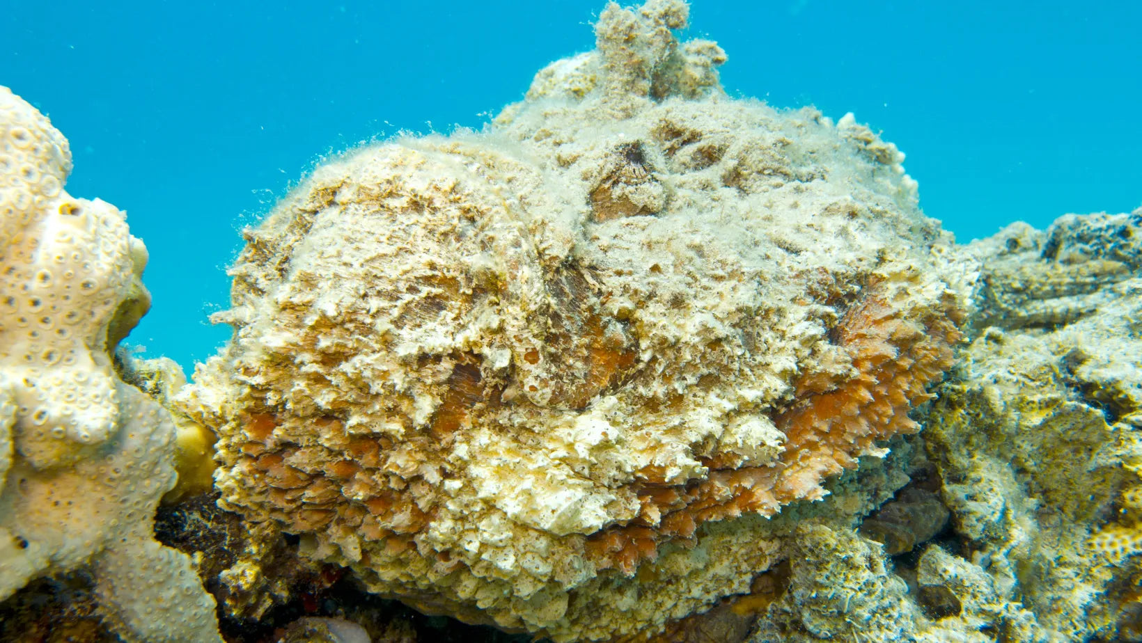 Pez piedra: tímido, venenoso y casi invisible habitante del arrecife