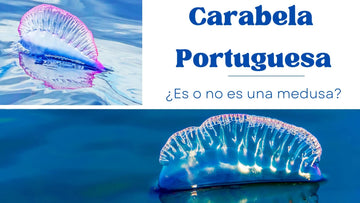 Carabela Portuguesa ¿es o no es una medusa?