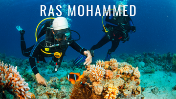 Ras Mohammed, el mejor buceo del norte del Mar Rojo