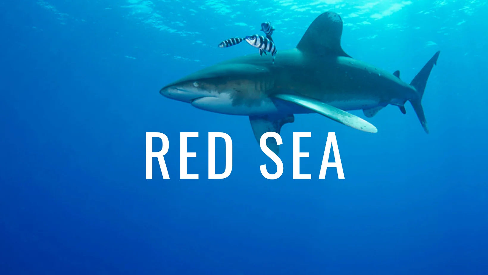 Guía de buceo en el Mar Rojo: entre pecios, coral y depredadores