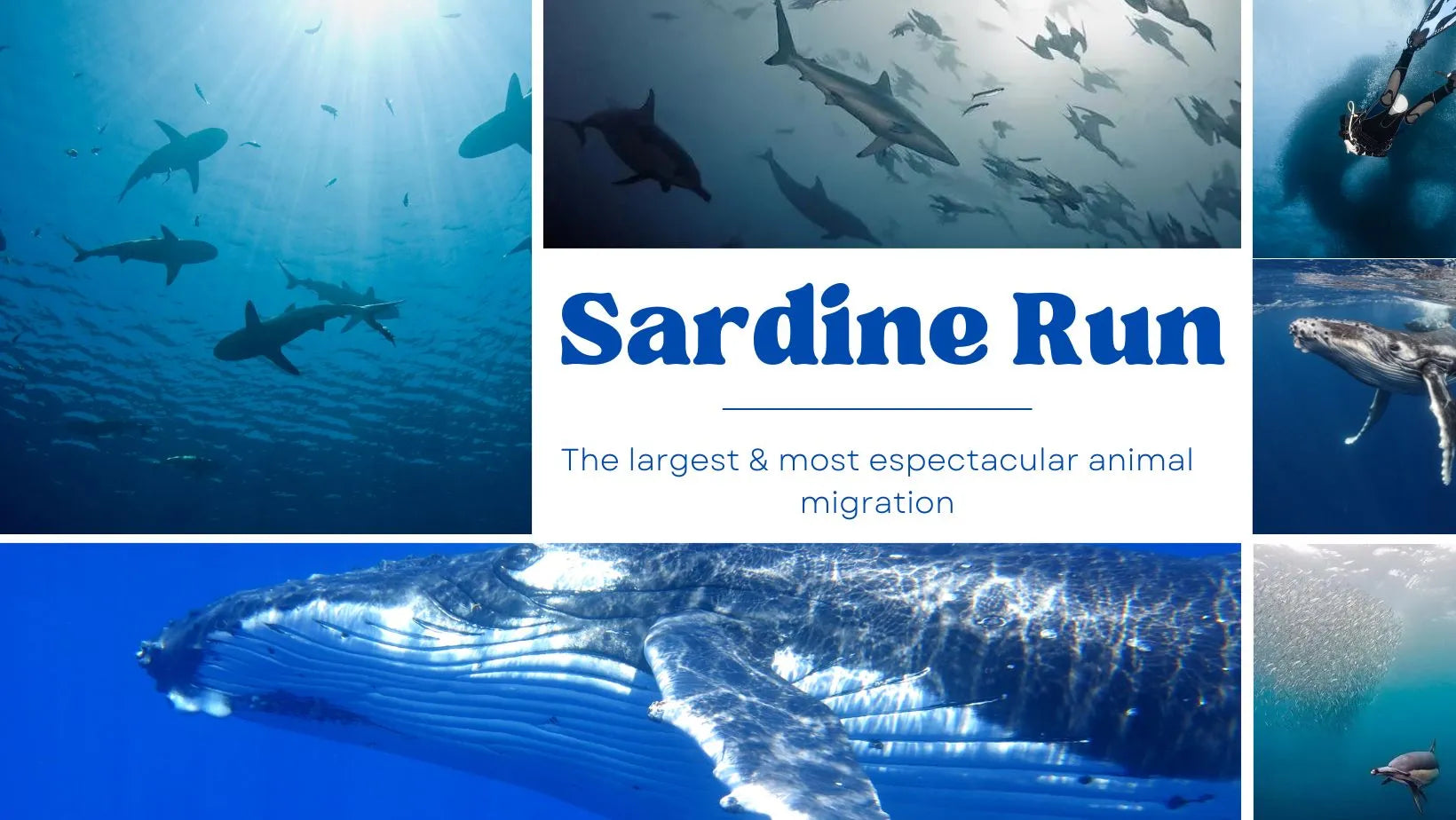 Sumérgete en la Sardine Run, una de las mayores y más espectaculares migraciones animales