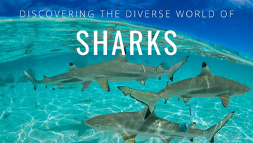 Adéntrate en el mundo de los tiburones: todo acerca del depredador que tenemos que proteger