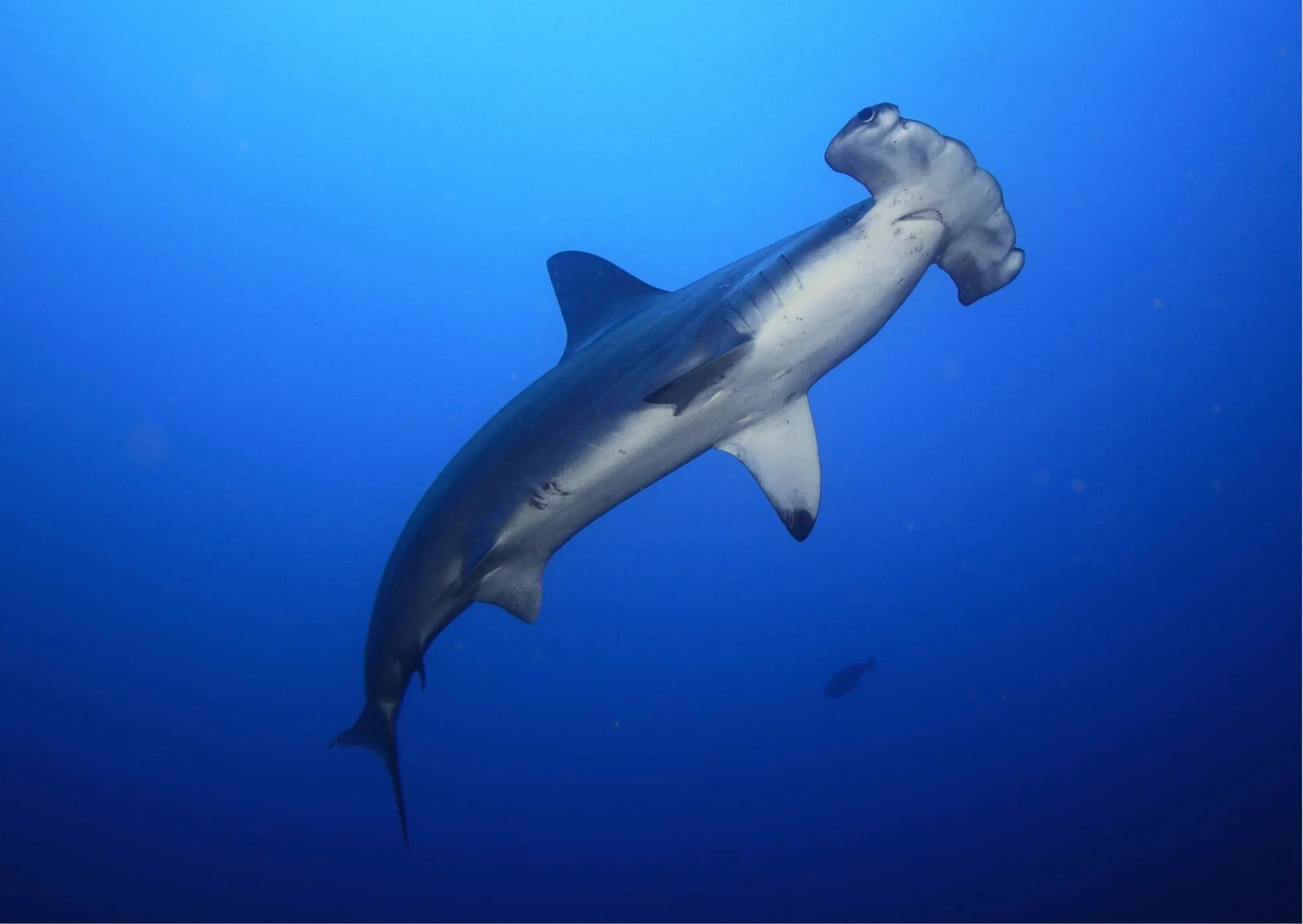 Curiosidades y preguntas frecuentes sobre los tiburones