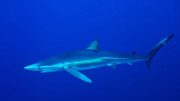 Buceo con tiburones azules en Banco Cóndor, Azores