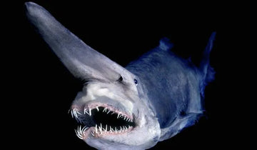 Tiburón duende, un alien en las profundidades del mar
