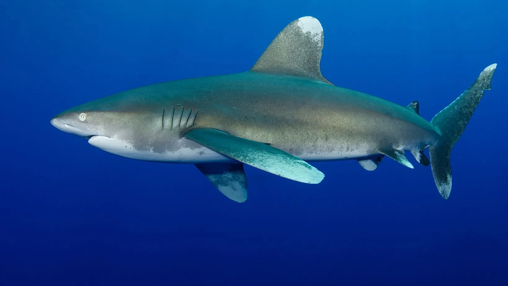 Todo acerca del tiburón longimanus, tiburón oceánico de puntas blancas